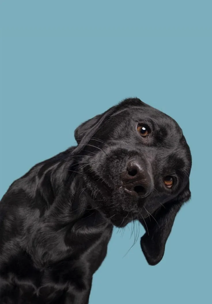 Black Labrador tilting its head against a turquoise background