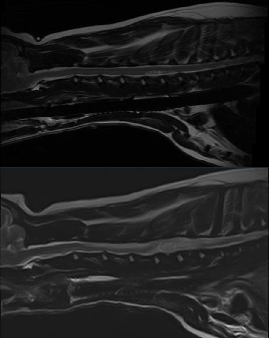 Veterinary spinal MRI images