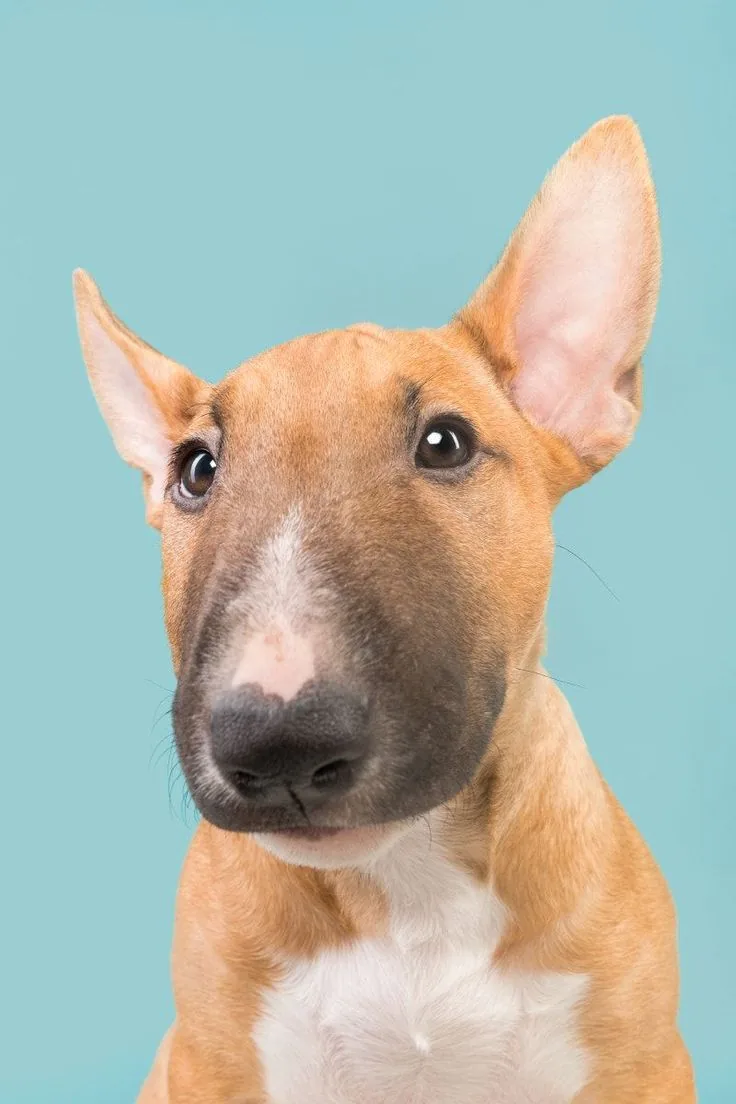 Bull Terrier puppy looking at the camera against a turquoise background